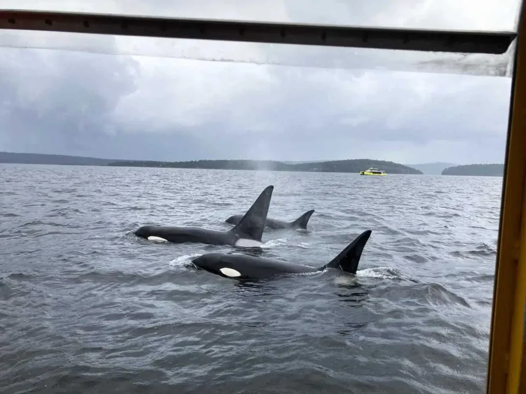 whales in ocean in vancouver british columbia