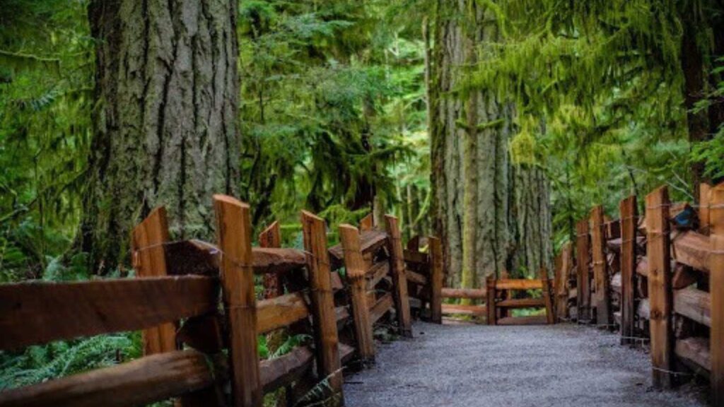 huge trees on path with fence