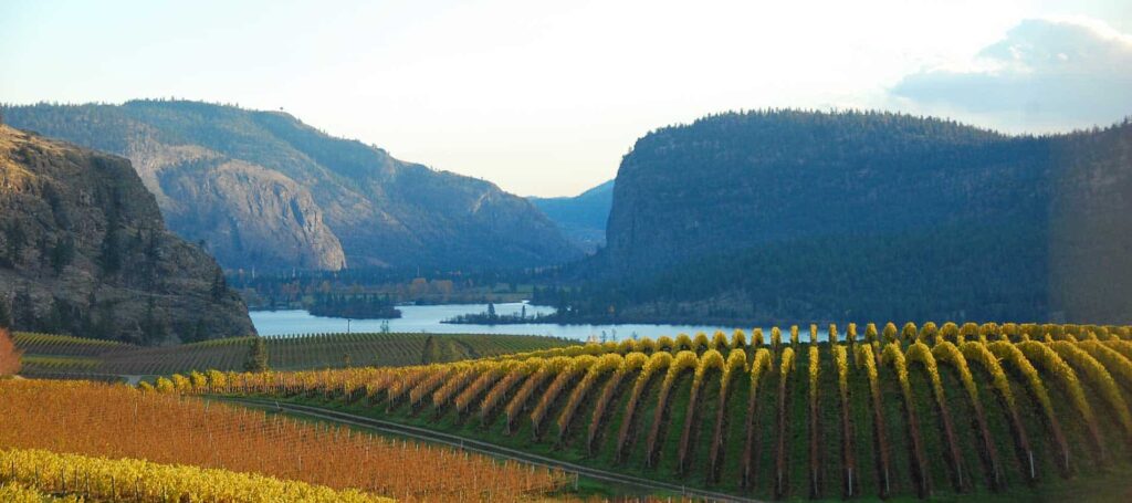 vineyards