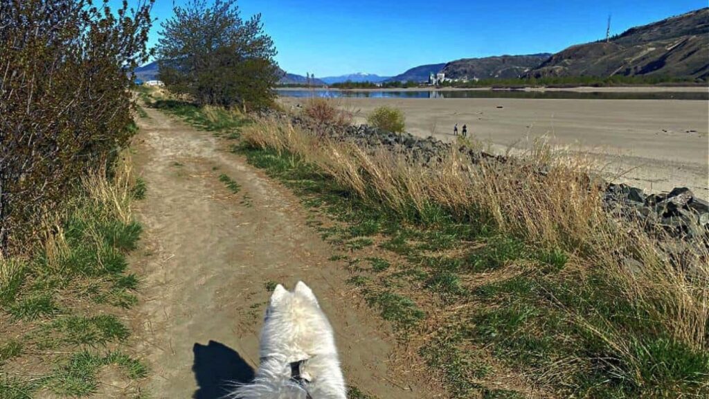dog walking on trail