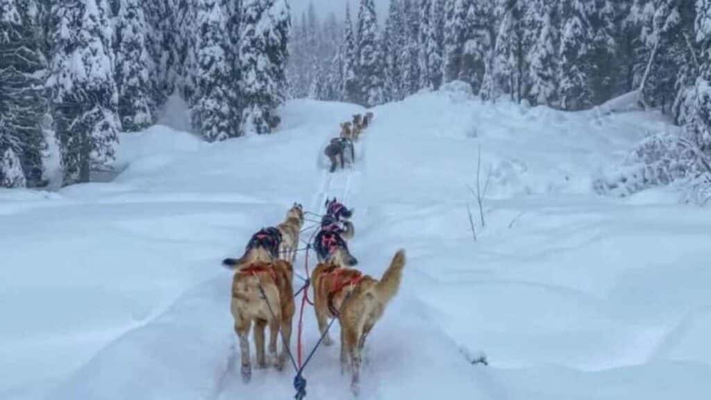 sun peaks dog sledding